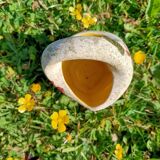 Vase/flower pot