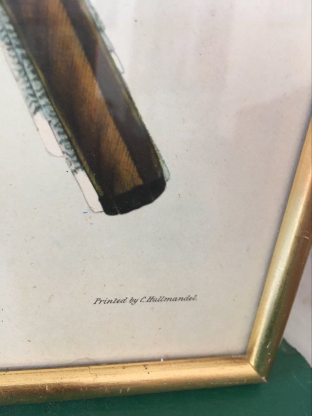 Ornithological board "Trogon collaris" J-E Gould