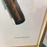 Ornithological board "Trogon collaris" J-E Gould