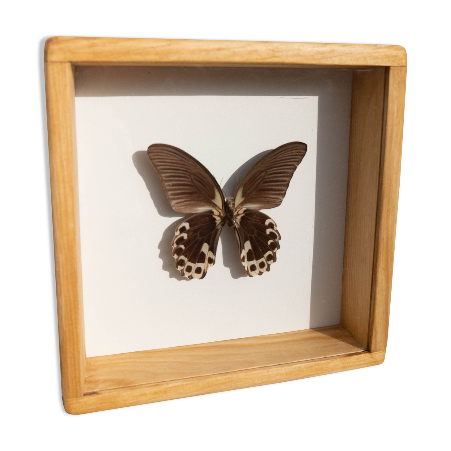 Papillon naturalisé