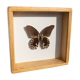 Papillon naturalisé