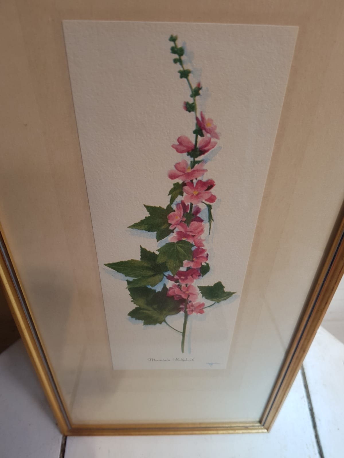 Series 4 Old Botanical Boards Flowers GRANDALL + Frame Gilded Wood Vintage