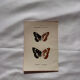 Botanical Plate 1800 Old naturalist engraving 19th century double-sided