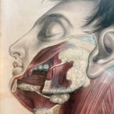 Print Engraving 19th Century The Salivary Gland Head Anatomy William Bagg