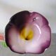 Duo of blown glass flower vases – Murano style (H30 cm)