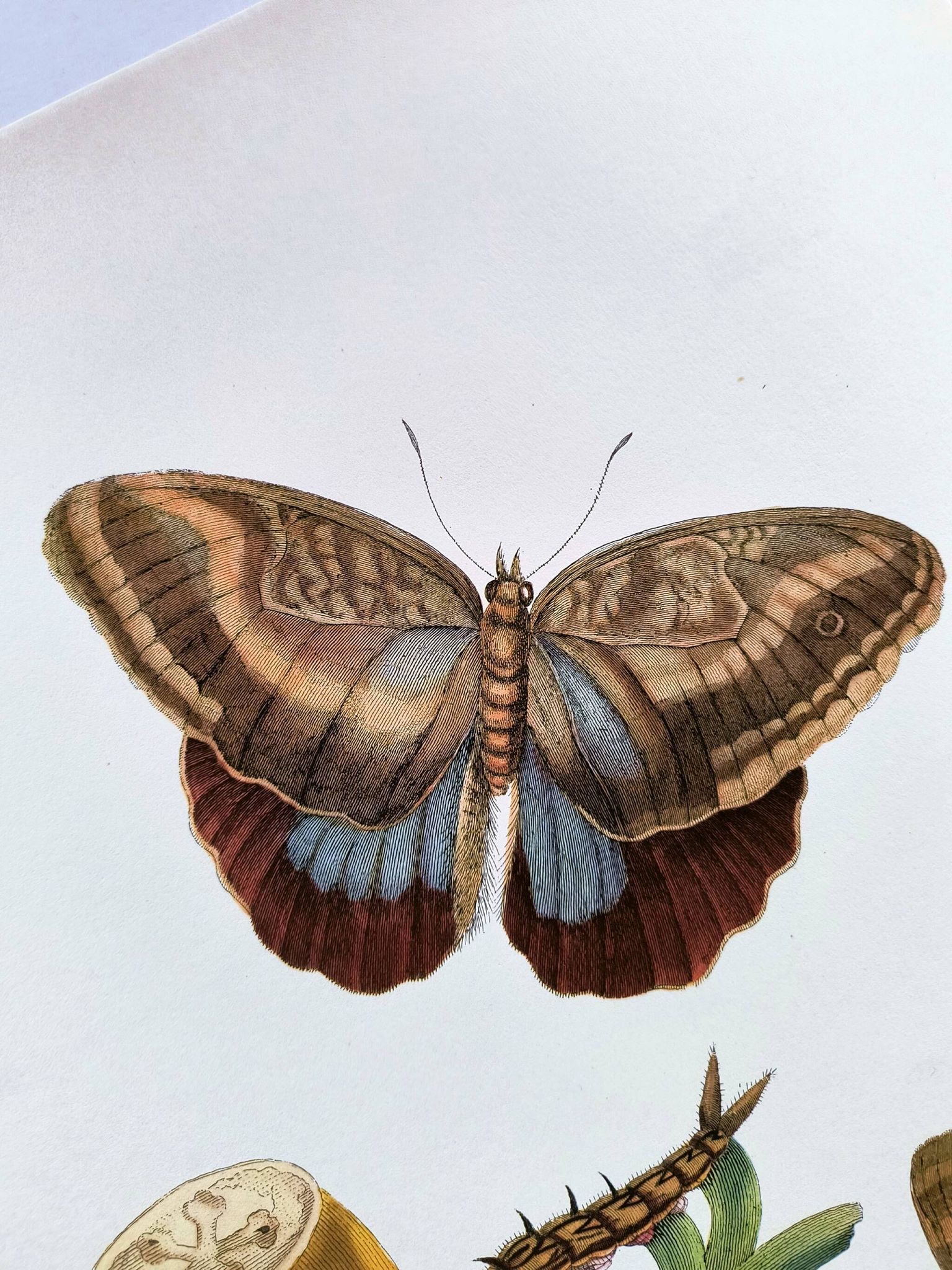 Tropical Butterflies by Merian - Original Plate - Vintage Illustration