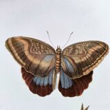 Papillons tropicaux de Merian - Planche originale - illustration vintage