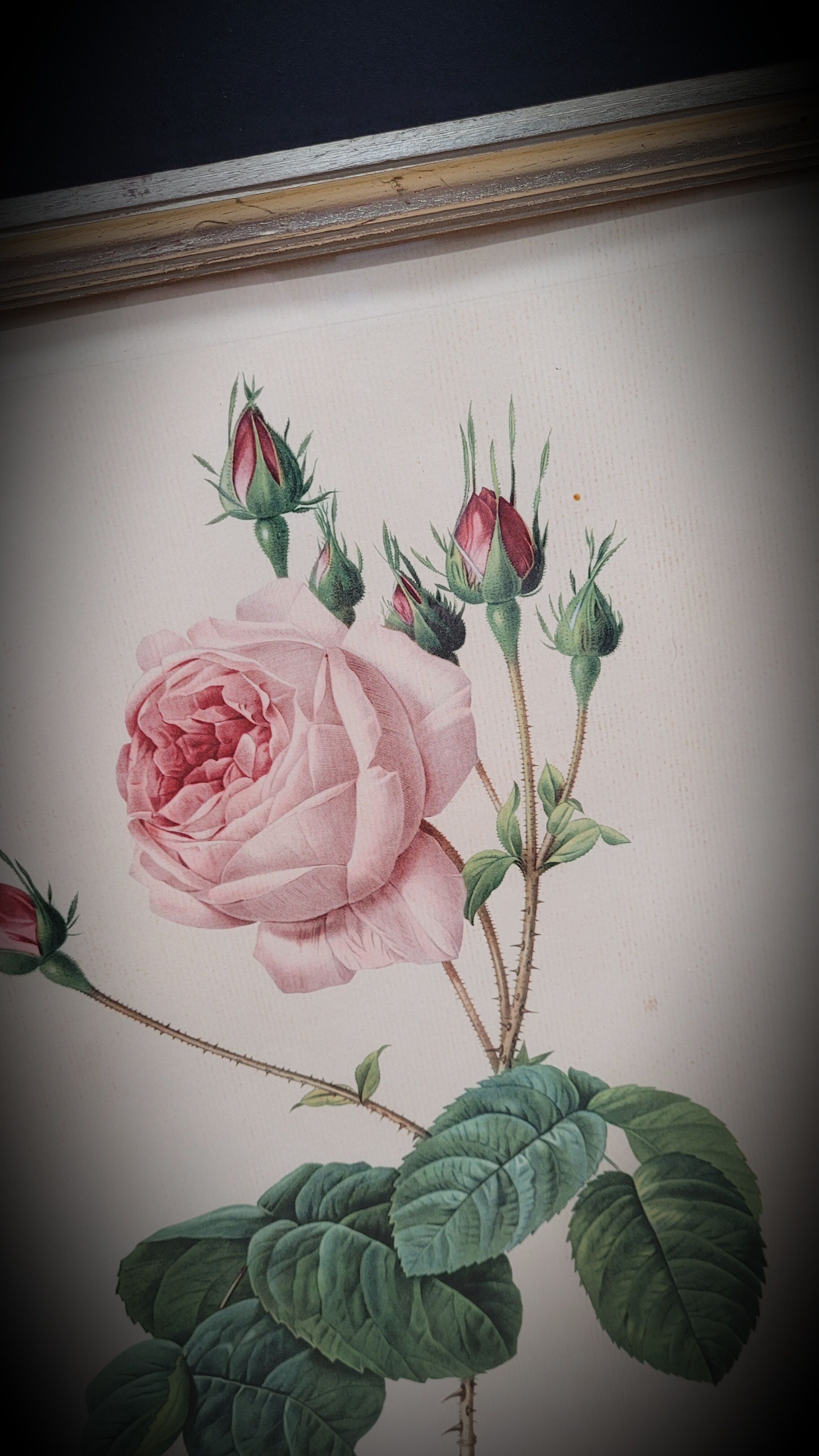 Lithograph Rose Leaves Lettuce