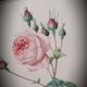 Lithograph Rose Leaves Lettuce