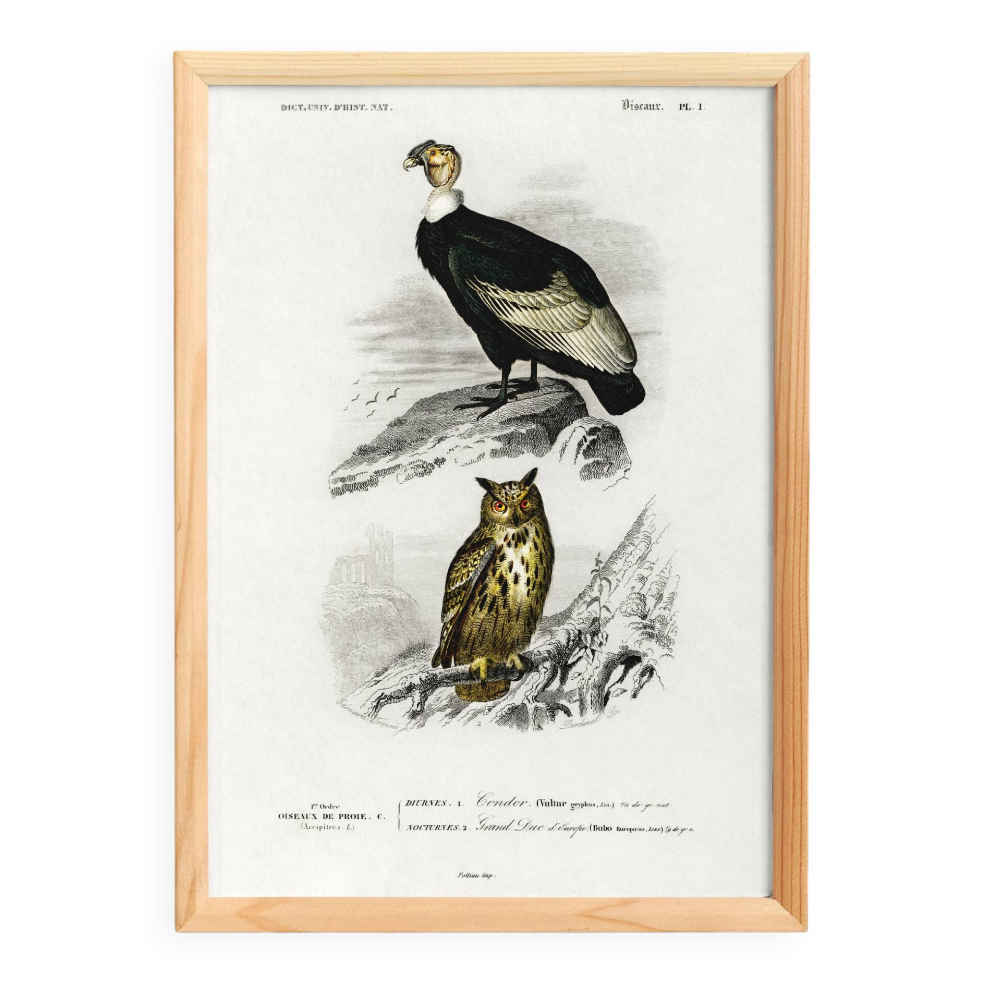 Poster depicting the condor and the European eagle-owl, after an old engraving