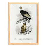 Poster depicting the condor and the European eagle-owl, after an old engraving
