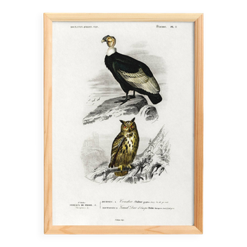 Poster depicting the condor and the European eagle-owl, after an old engraving