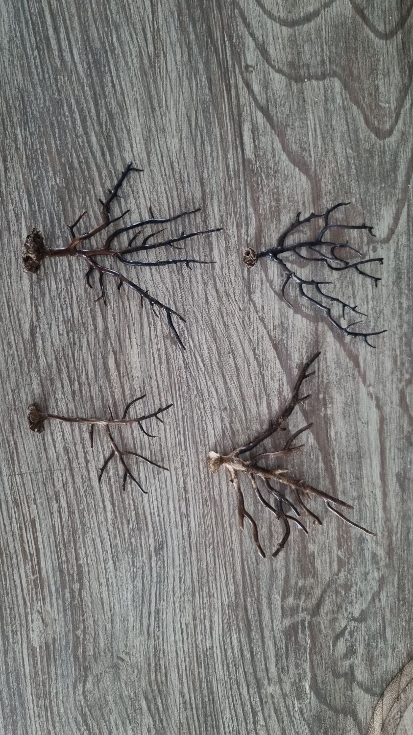 Natural ancient starfish large size