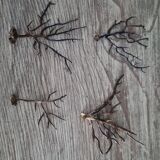 Natural ancient starfish large size