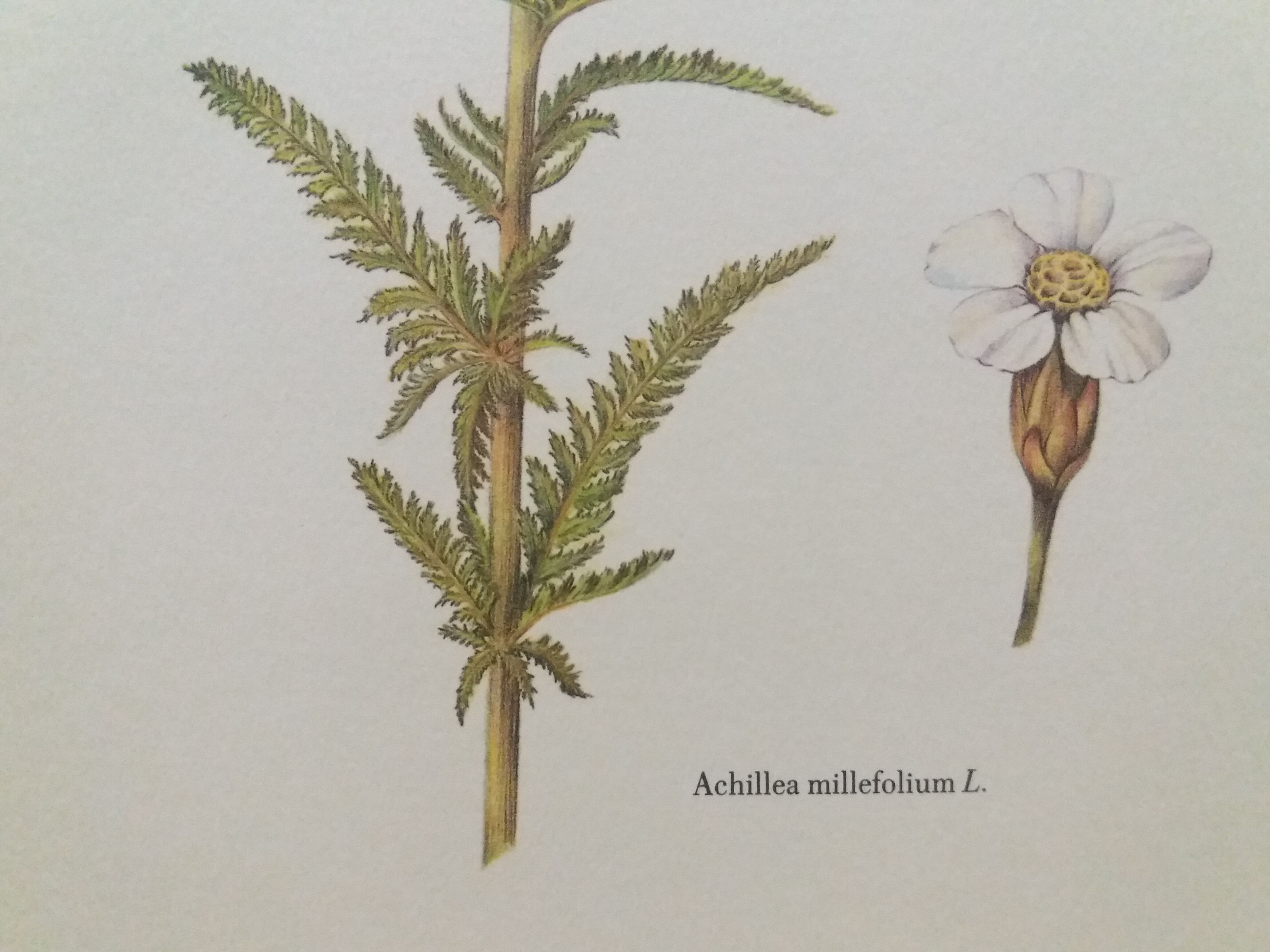 Planche botanique Millefeuille
