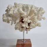 Old white coral on marble base 24 cm