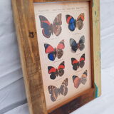 A4 photo frame in polychrome wood with butterfly naturalist board