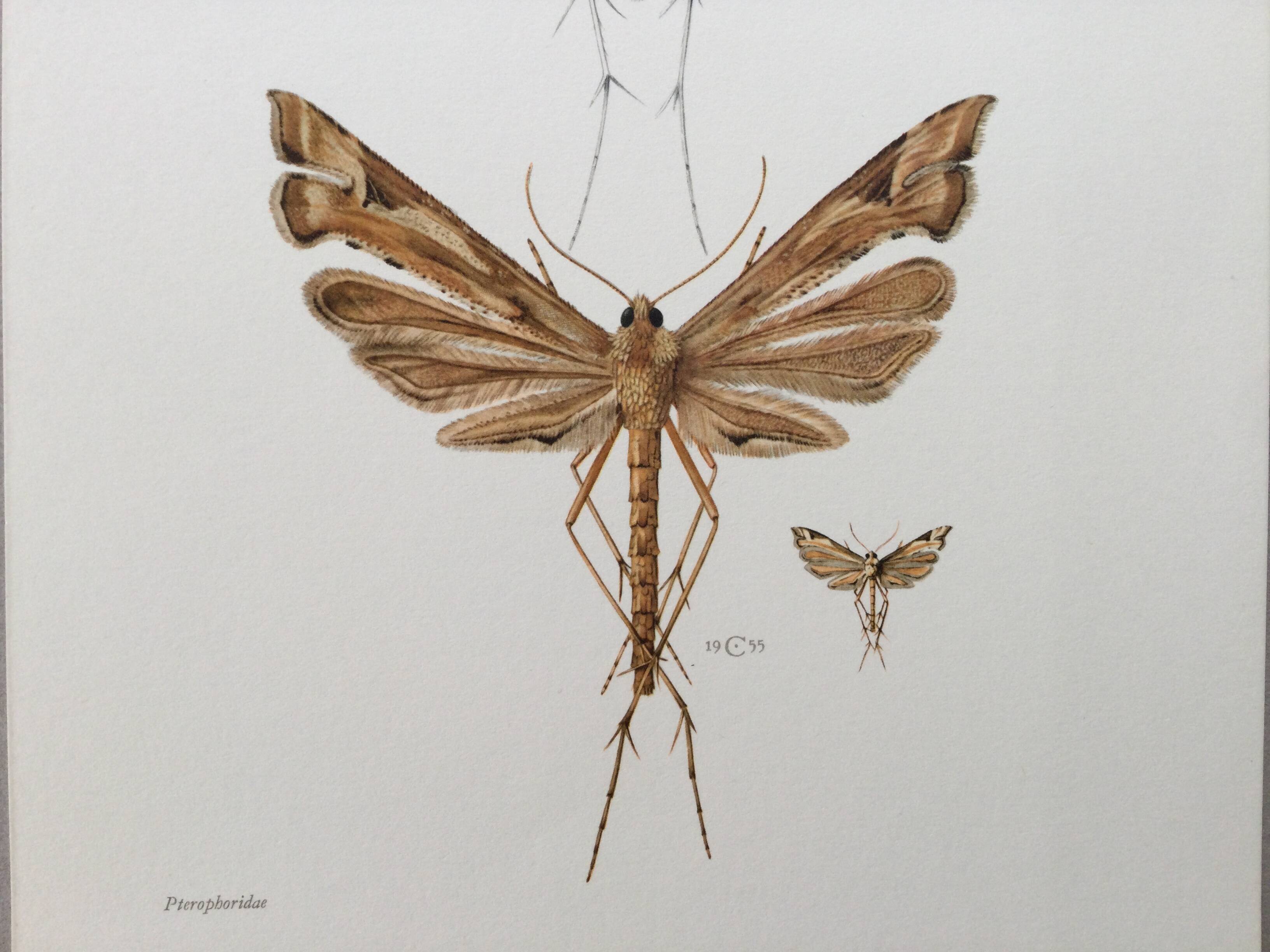 Impression vintage Insectes, illustration ancienne années 60