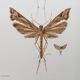 Impression vintage Insectes, illustration ancienne années 60