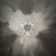 Murano Glass Chandelier by Paolo Venini for VeArt
