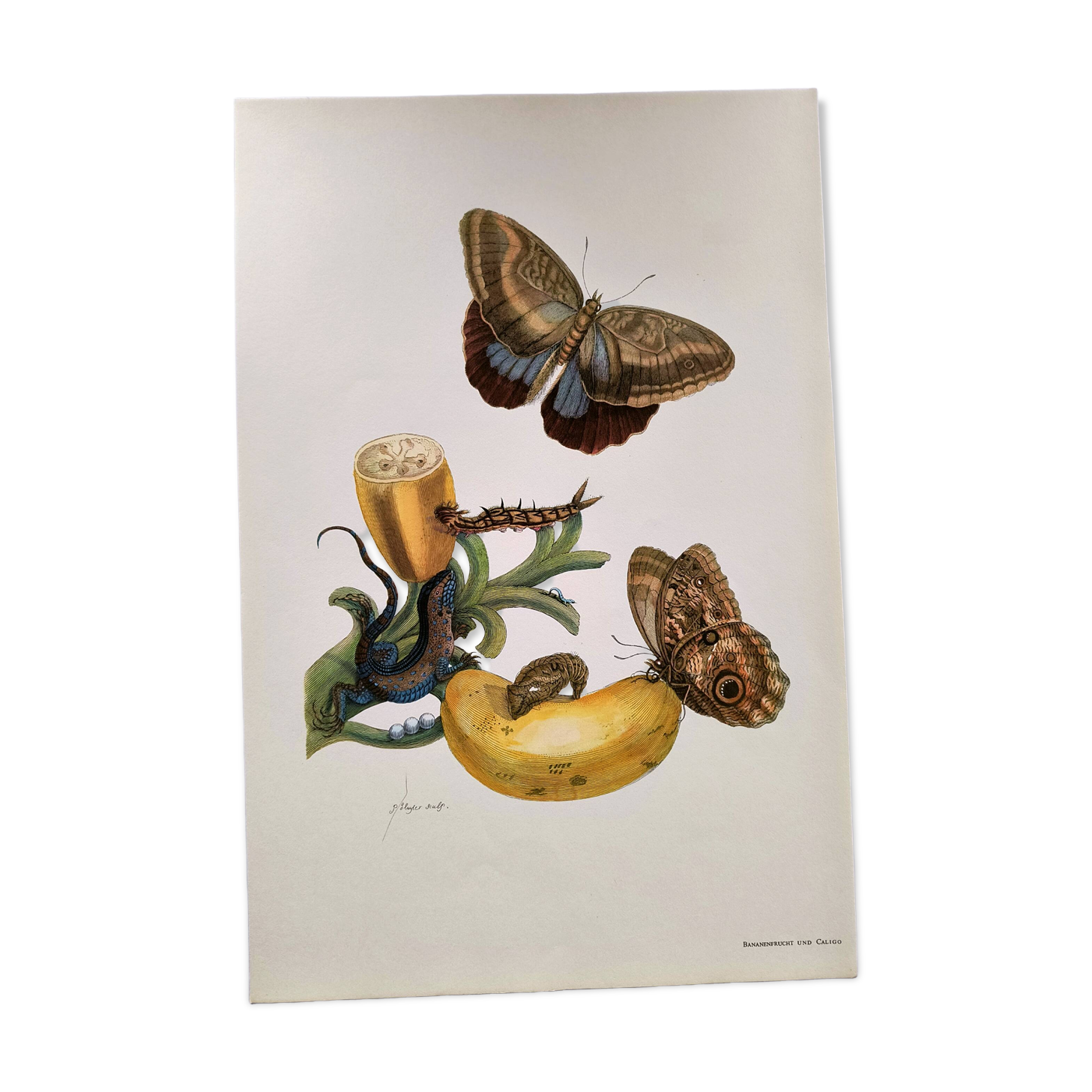 Tropical Butterflies by Merian - Original Plate - Vintage Illustration