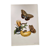 Papillons tropicaux de Merian - Planche originale - illustration vintage