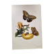 Tropical Butterflies by Merian - Original Plate - Vintage Illustration