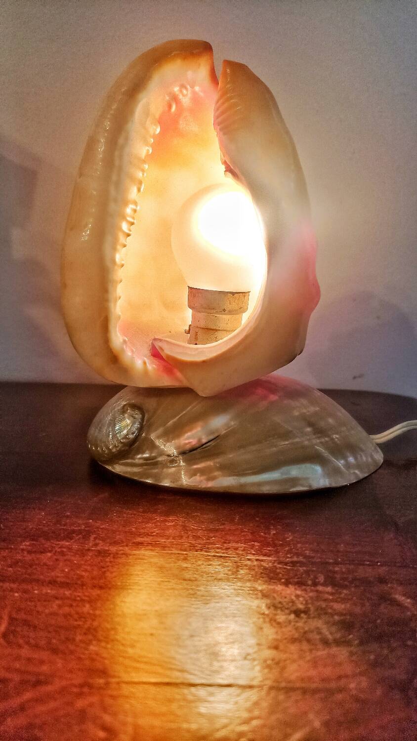 Shell lamp