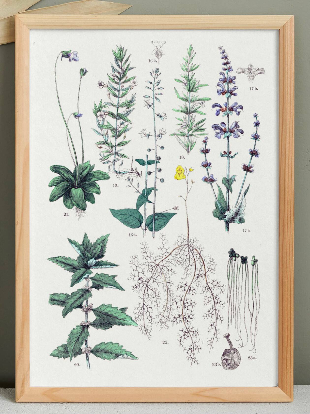 Affiche sur les plantes d'après une gravure de 1881 "romarin"
