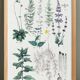 Affiche sur les plantes d'après une gravure de 1881 "romarin"