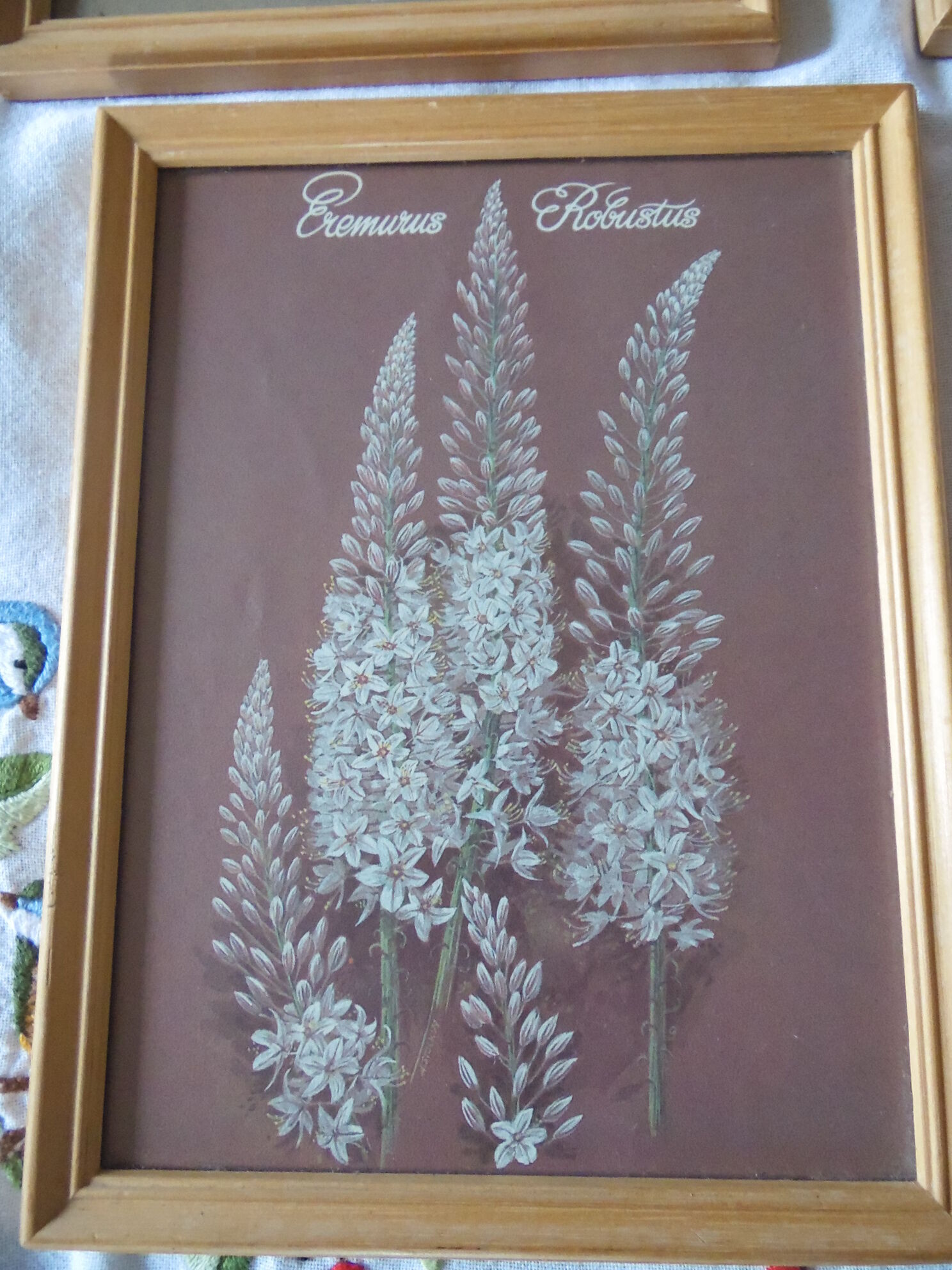 Lot 4 botanical frames 70