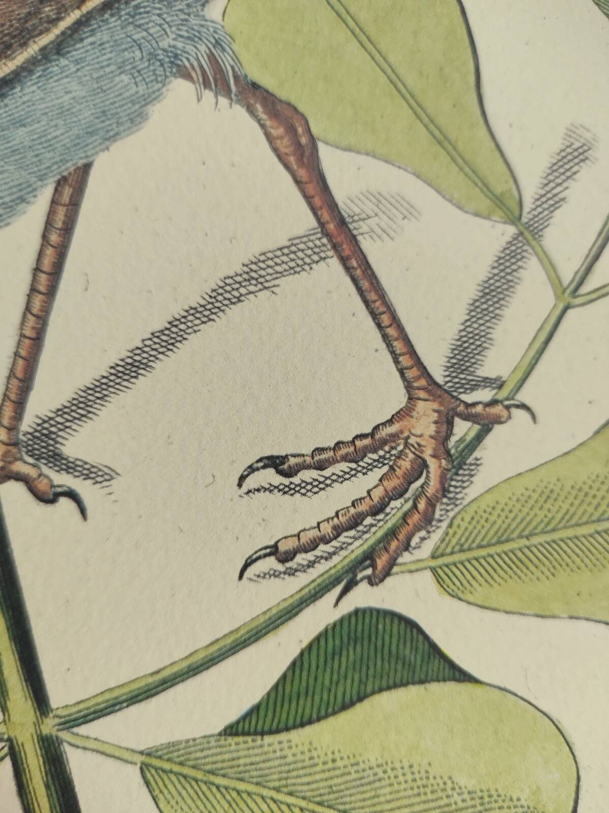 Antique bird engraving - Sea Lark - Zoological plate by Seligmann & Catesby - ornithology