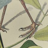 Antique bird engraving - Sea Lark - Zoological plate by Seligmann & Catesby - ornithology