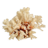 White coral