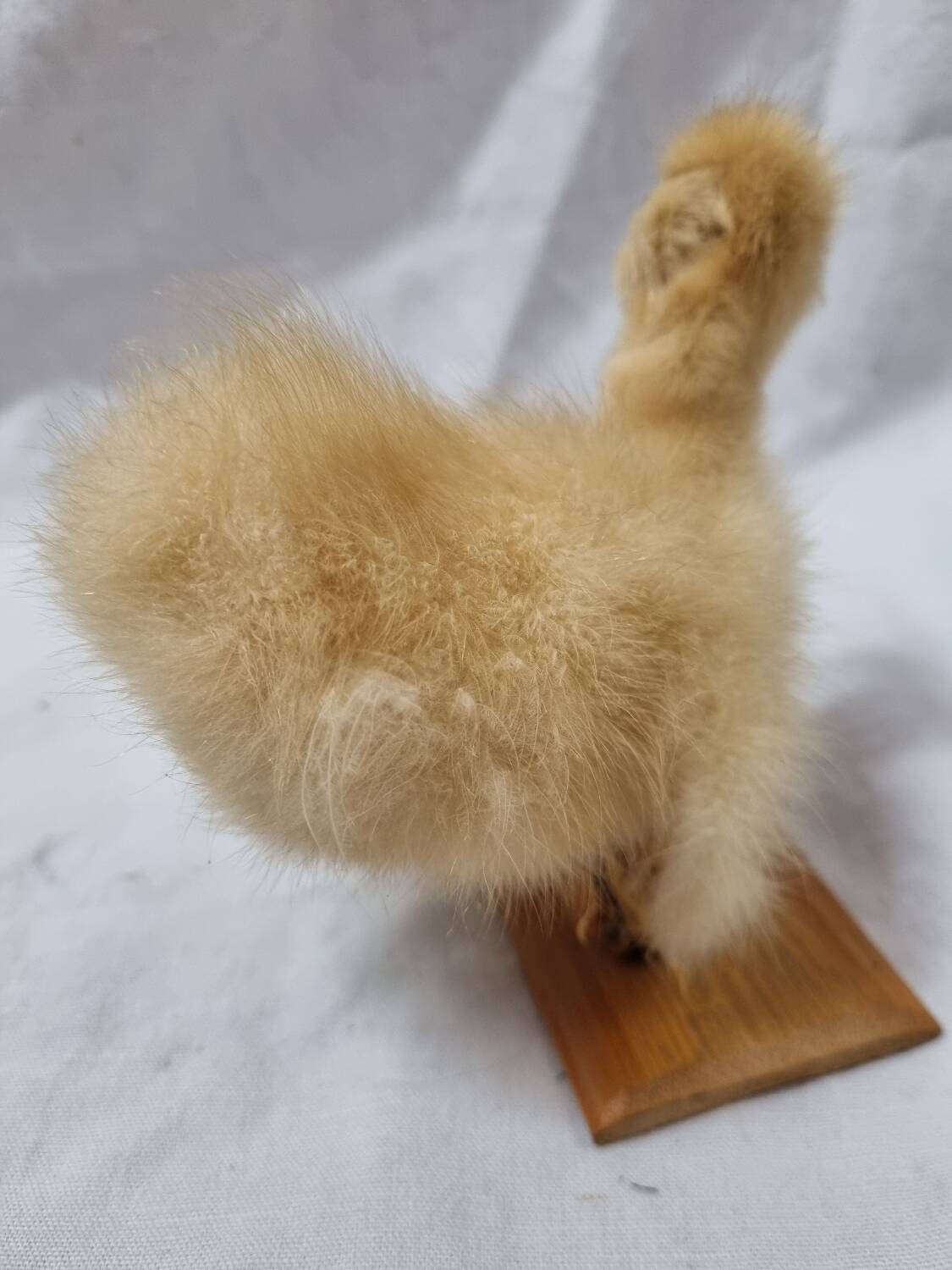 Duckling chick, taxidermy from 1980