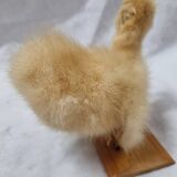 Duckling chick, taxidermy from 1980