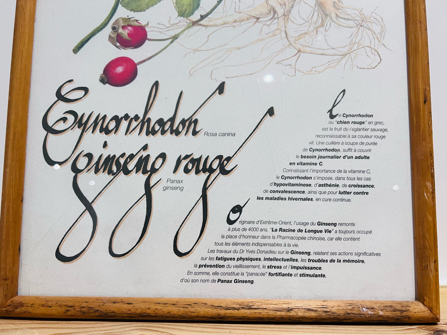 Cynorrondon and red ginseng pharmacy herbarium frame