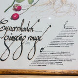 Cynorrondon and red ginseng pharmacy herbarium frame