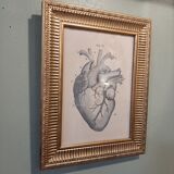 Anatomical heart frame