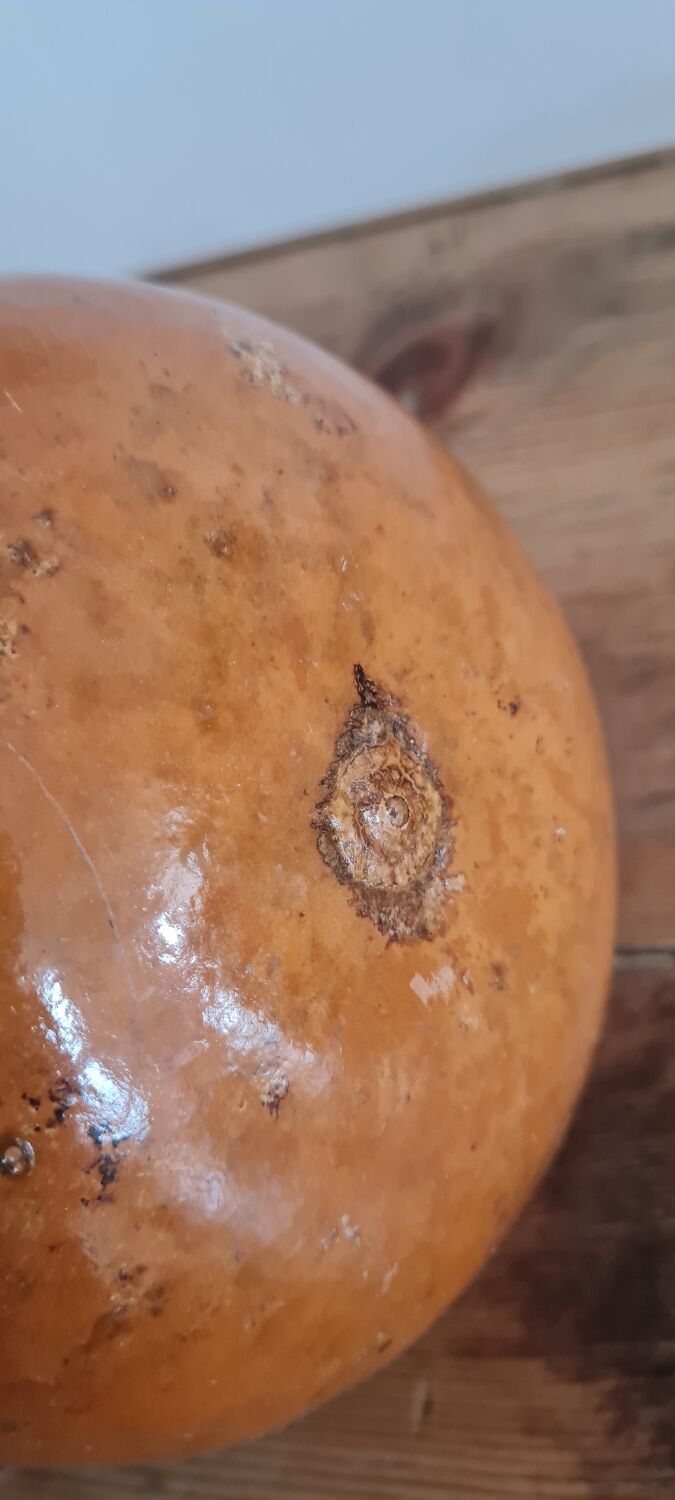 20th Century Brazilian Calabash Gourd