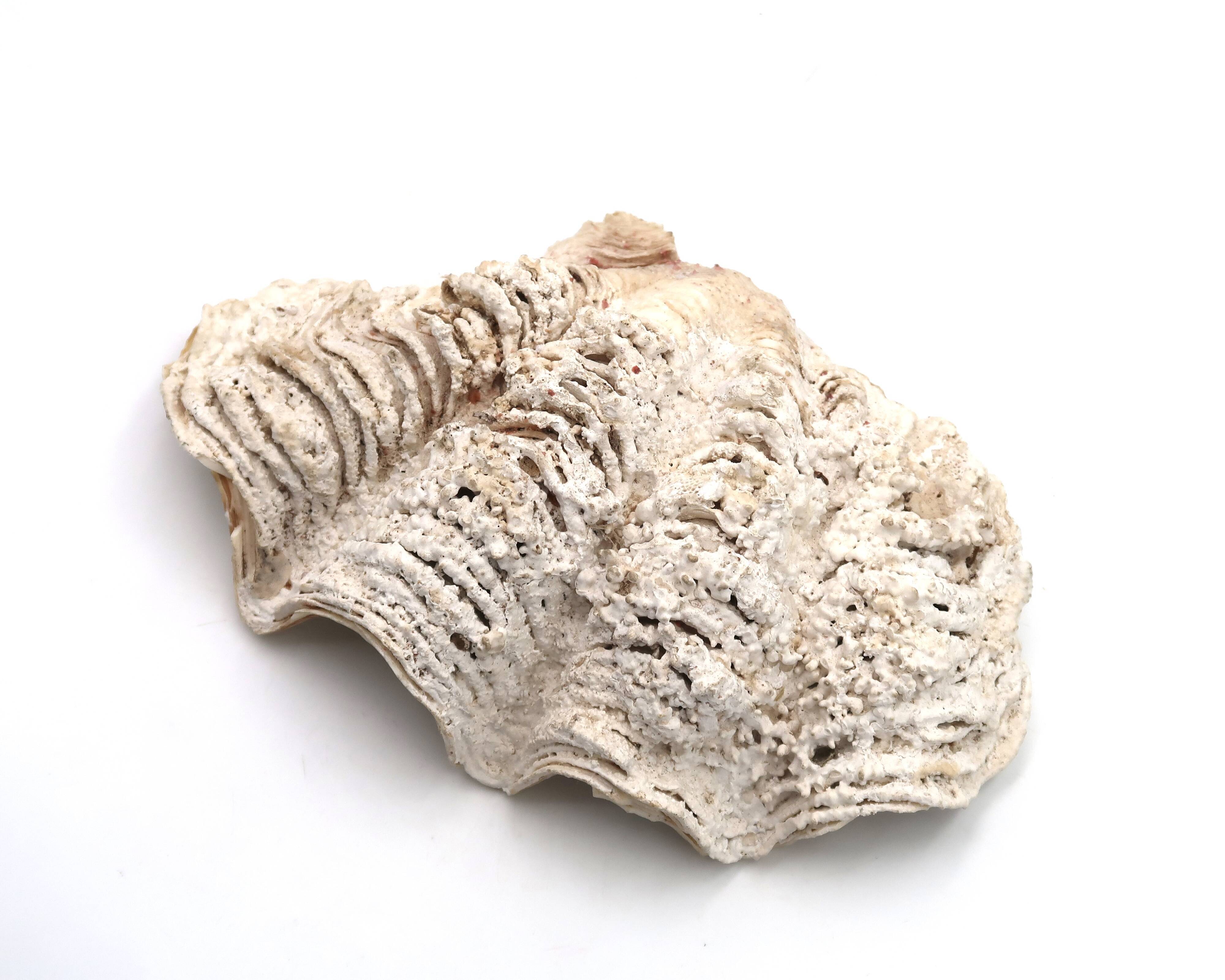 Holy water stoup shell emptier, 1970s