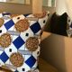 Cushion Alphonse