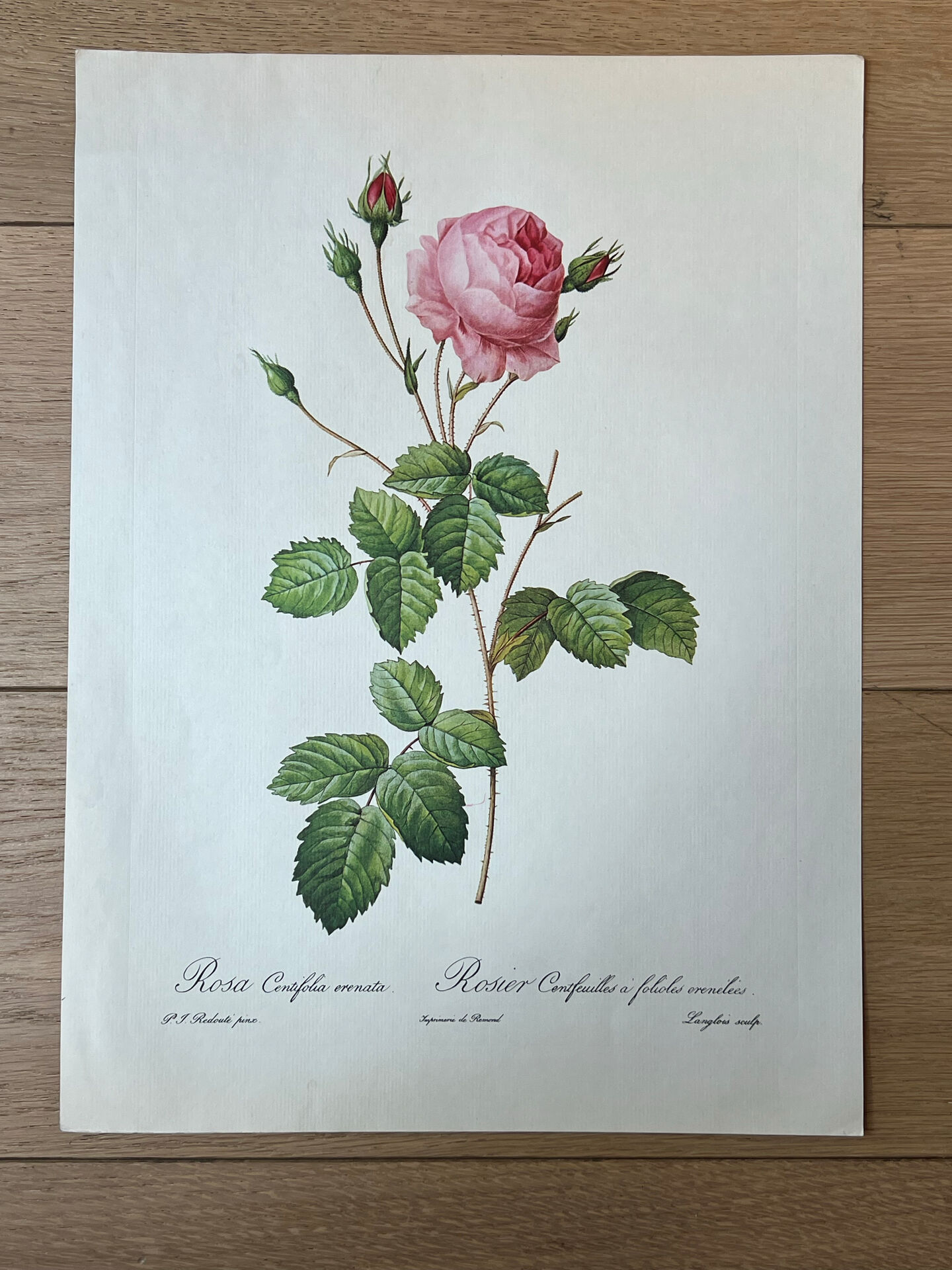 Botanical plate Centfeuilles Rose - 40.4x29.9cm