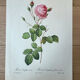 Botanical plate Centfeuilles Rose - 40.4x29.9cm
