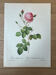 Botanical plate Centfeuilles Rose - 40.4x29.9cm