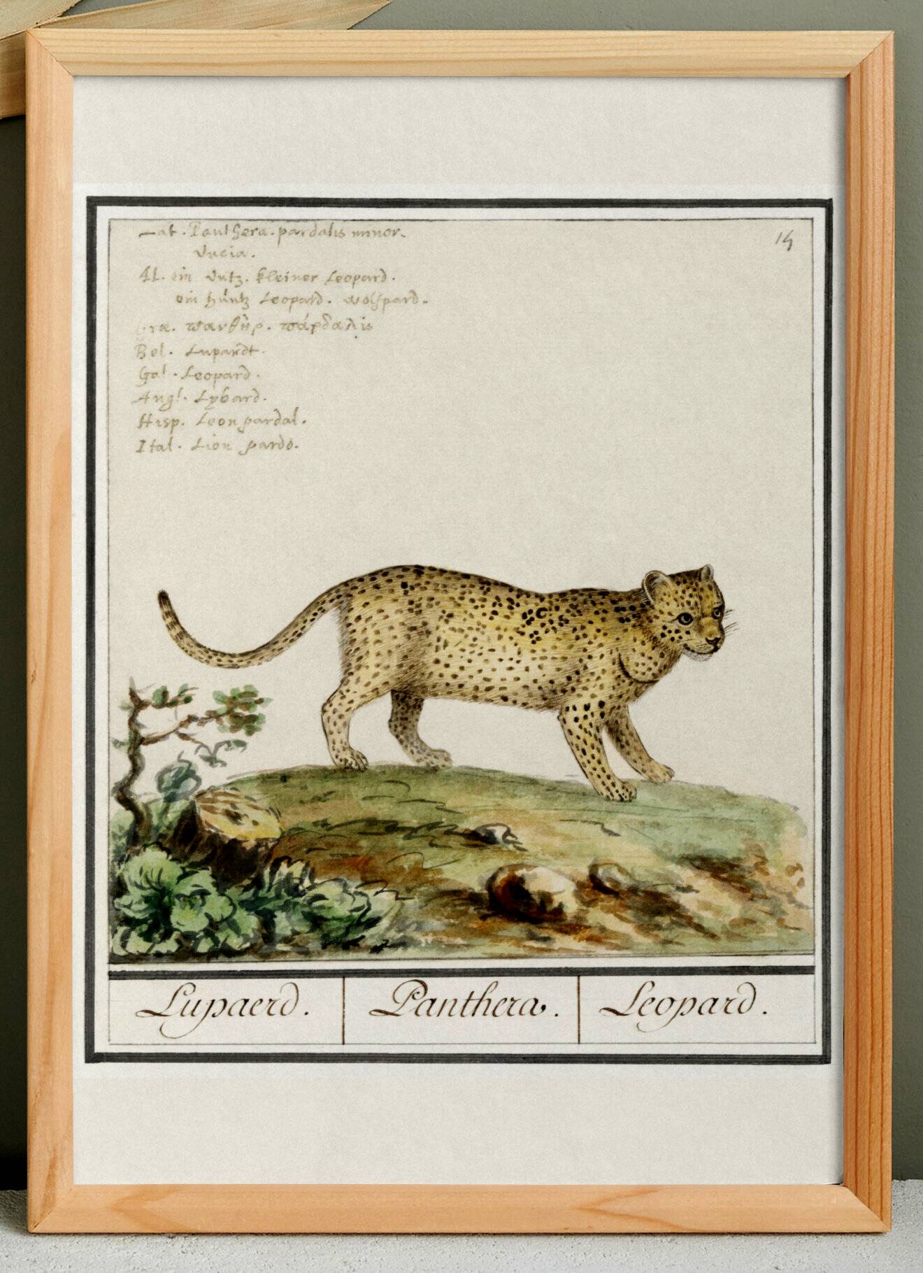 Small poster about the leopard, after an old engraving from 1610.