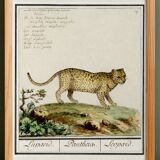 Small poster about the leopard, after an old engraving from 1610.