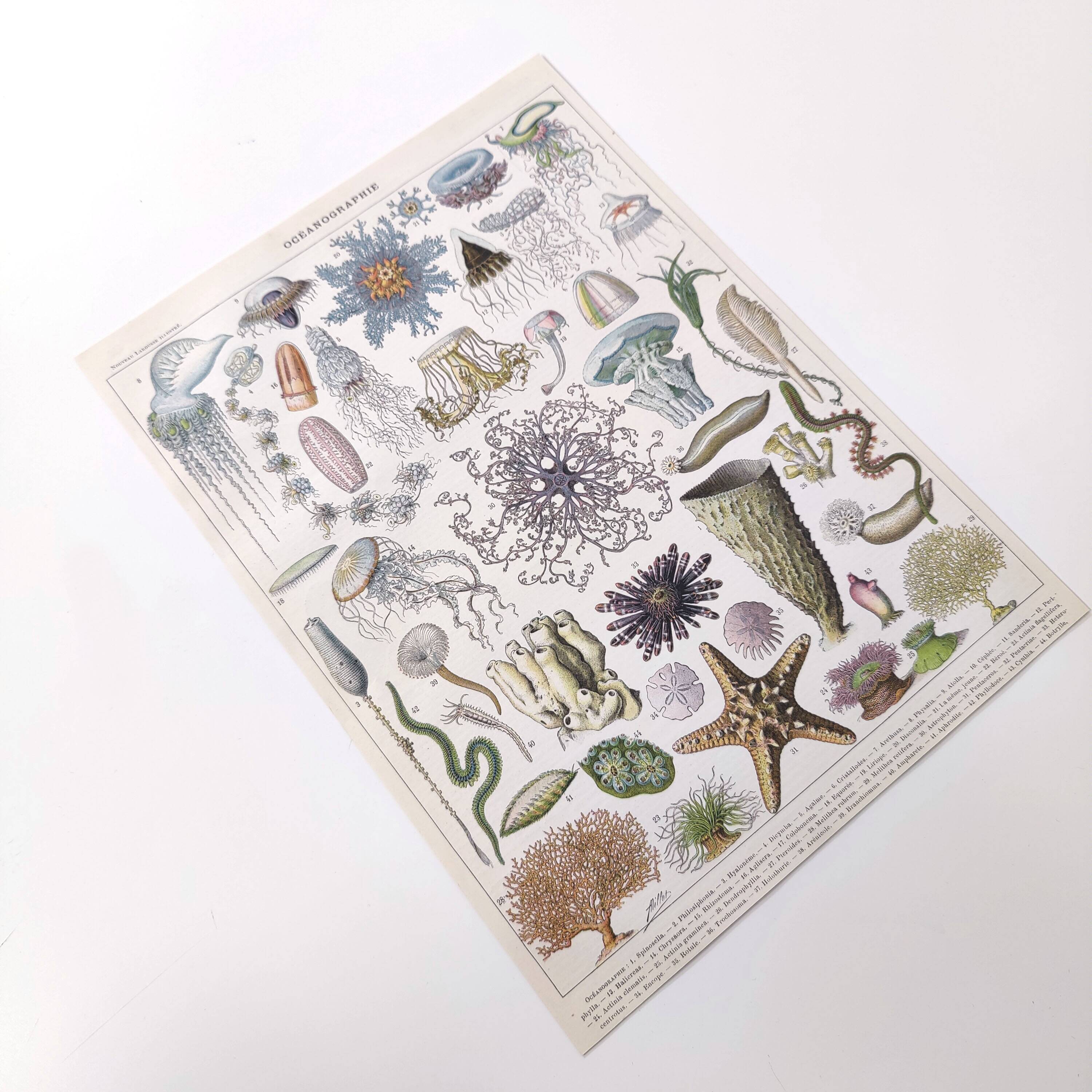 Lithograph plate world of the sea oceanography 1900