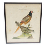Engraving painting pheasant bird XVIII th F. Martinet