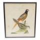 Gravure tableau faisan  oiseau  XVIII ème  F. Martinet